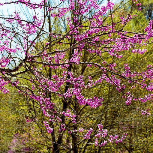 a tree with pink flowers in front of a green background on a sunny day